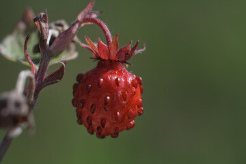 close up of strawberry