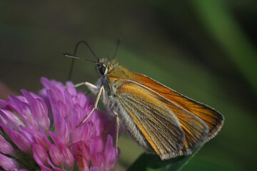 butterfly on flower