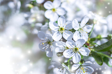 Cherry flowers in small clusters on a cherry branch, fading to white. Shallow depth of field.