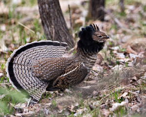 Partridge Stock Photos. Grouse struts mating plumage.  Mating season. Fan tail. Brown colour feathers plumage. Spring season. Image. Portrait. Picture.