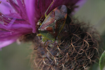 butterfly on thistle