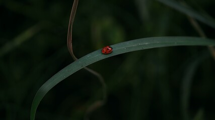 ladybug on green grass