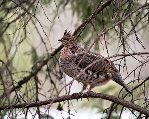 Partridge Stock Photos. Perched with blur background in the springtime displaying brown feathers plumage in its environment and habitat. Image. Portrait. Picture.