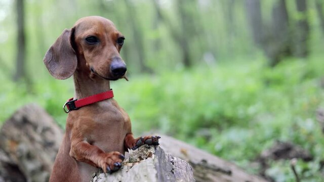 video with a small dachshund on a walk in the forest or park