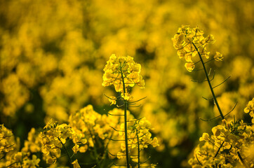 Obraz premium oilseed rape