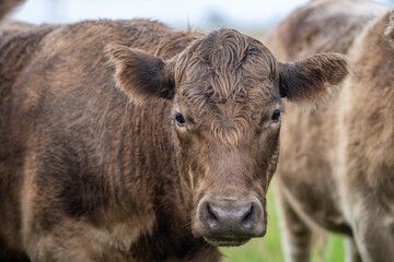 Angus and Murray grey cattle eating grass in Australia.