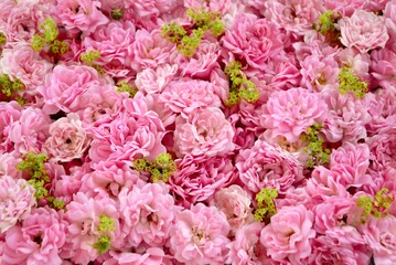 Gentle background with beautiful fresh pink roses and green plants close up