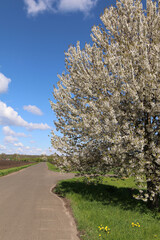 Huge flowering cherry tree on the side of the road. Rural empty road.