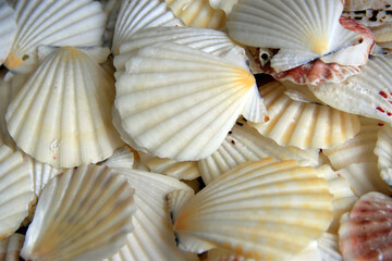 Small white seashells