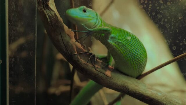 Close up: small green lizard slowly crawling on wooden branch in terrarium. Herpetology, pet, zoology and reptile concept