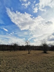 Fototapeta na wymiar sky and trees 