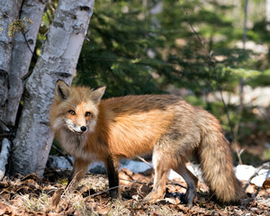 Red Fox Photo Stock. Fox Image. Close-up profile side view in the spring season displaying fox tail, fur, in its environment with a birch trees background and brown leaves on ground. Picture. 