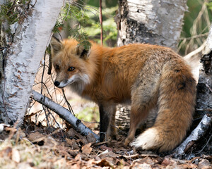 Red Fox Photo Stock. Fox Image. Close-up profile side view in the spring season displaying fox tail, fur, in its habitat with a birch trees background and brown leaves on ground. Picture. Image.