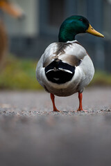 Mallard on the way shallow depth of field