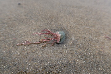 Hydrocoral Gripping a Rock that Has Been Deposited on the Beach By Waves and Tides