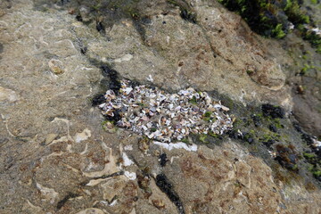 Deposition of Shells in a Rock Crevice Reef by Waves Eventually Leading to Limestone Formations
