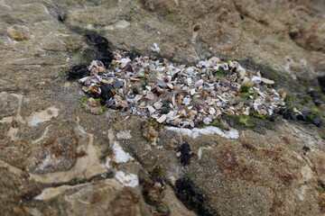 Deposition of Shells in a Rock Crevice Reef by Waves Eventually Leading to Limestone Formations