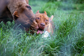 A big pitbull in a steel cage, a scary-looking dog. But the truth is, the pitbull is playful, docile and loves its owner, and has a funny personality. Brown pitbull