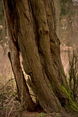 A rotten trunk of an old tree.