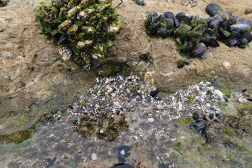 Deposition of Shells in a Rock Crevice Reef by Waves Eventually Leading to Limestone Formations