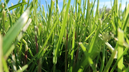 close up of fresh green grass background with blue sky