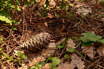 pine cone in the forest