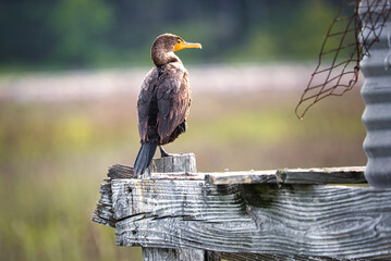 A female cormorant perched on a wooden structure with a blurred background.