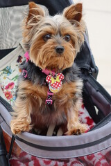 Cute Yorkshire Terrier in a Pram Carriage