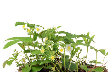 isolated closeup bunch of strawberry plants with flowers
