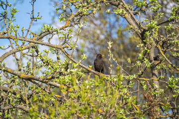 Common European Starling Bird or Sturnus vulgaris perched on branch of in a tree during spring time