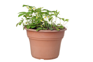 isolated flowering strawberry plants in old brown pot