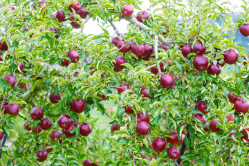 赤く実ったリンゴ