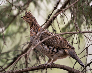 Partridge Stock Photos. Perched with blur background in the springtime displaying brown feathers plumage in its environment and habitat. Image. Portrait. Picture.