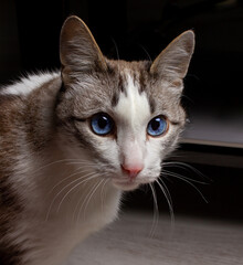 The look of an old cat. Blue cat eyes. An old, wise cat.