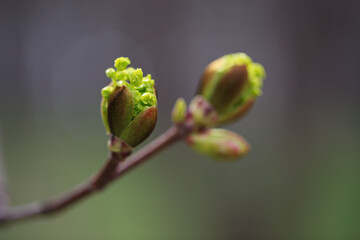 Close buds of trees on a blurred background. A symbol of spring and the awakening of nature