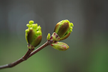 Close buds of trees on a blurred background. A symbol of spring and the awakening of nature