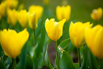 Obraz premium Yellow beautiful meadow flowers tulips or narcisss grow in a meadow or in a garden