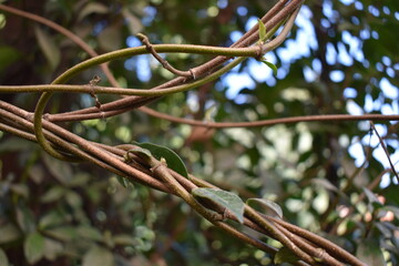 branches of a tree in the wind