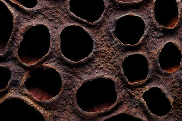 Surface of dried lotus seed box