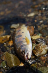 フライフィッシング