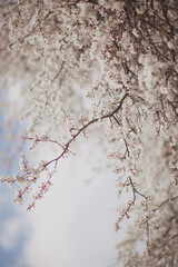 A flowering tree in the garden with white buds. Apricot, plum cherry, apple