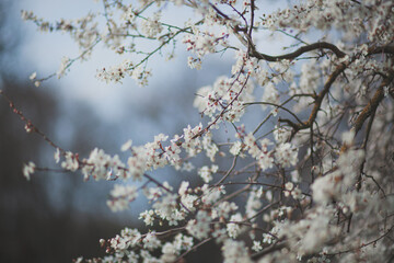 A flowering tree in the garden with white buds. Apricot, plum cherry, apple