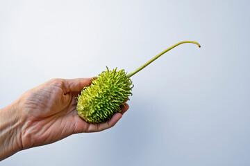 Maroon cucumber on hand in a bright background 