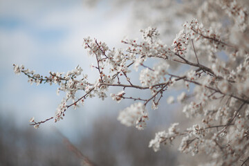 A flowering tree in the garden with white buds. Apricot, plum cherry, apple
