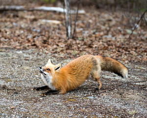 Red Fox Photo Stock. Fox Image. Lying on its front paws and looking towards the sky in its environment and habitat with a blur background. Picture. Portrait.