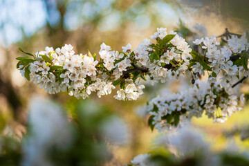 A flowering tree in the garden with white buds. Apricot, plum cherry, apple