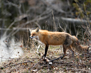 Red Fox Photo Stock. Fox Image. Close-up profile view standing by the water in its environment and habitat in the forest. Picture. Portrait.