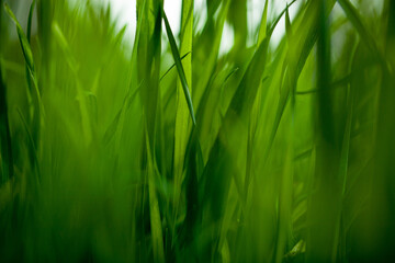 Green fresh grass or wheat in the garden with small sprouts. natural background