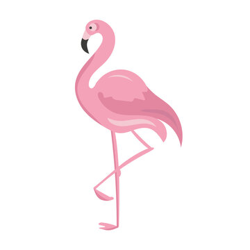 One pink flamingo isolated on white background