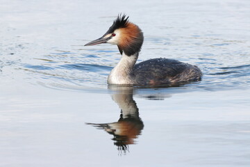 A great crested grebe swimming with his reflection in the water